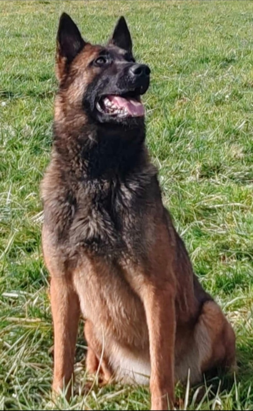 Telsy pop vom Schloss Rickens