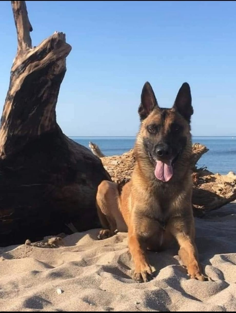 Muster vom Schloss Rickens