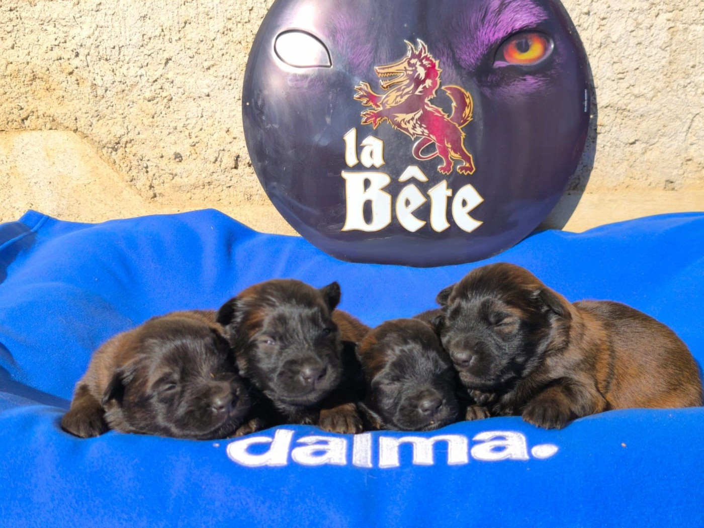 Bébés de Transilvany pop & Keebee à 2 semaines