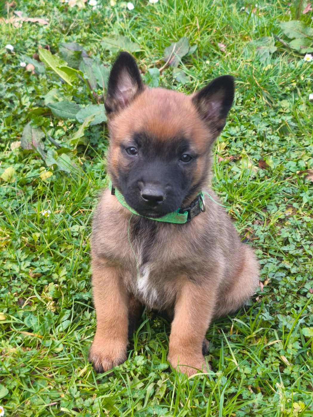 Bébes de Telsy pop & Muster Vom Schloss Rickens 5 semaines