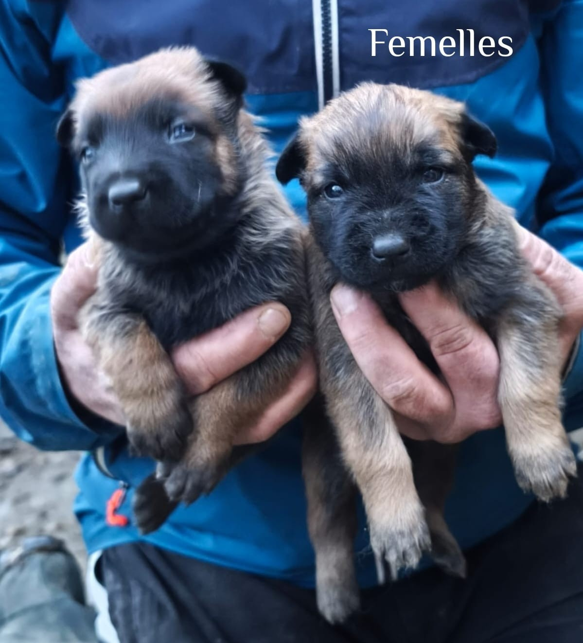 vom Schloss Rickens - Chiots disponibles - Berger Belge