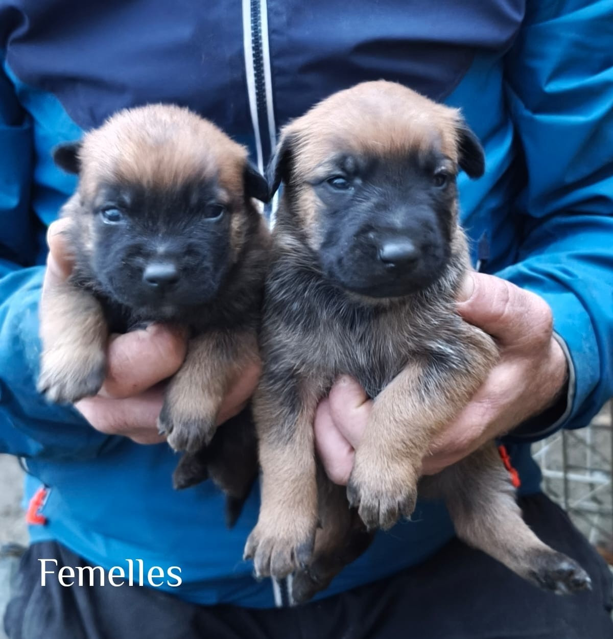 vom Schloss Rickens - Chiots disponibles - Berger Belge