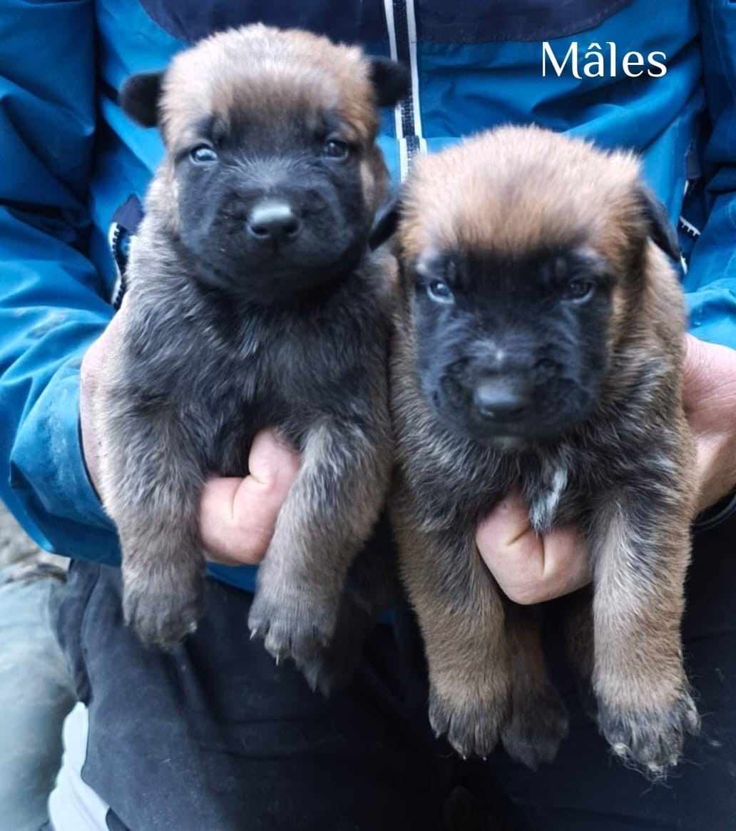 vom Schloss Rickens - Chiots disponibles - Berger Belge