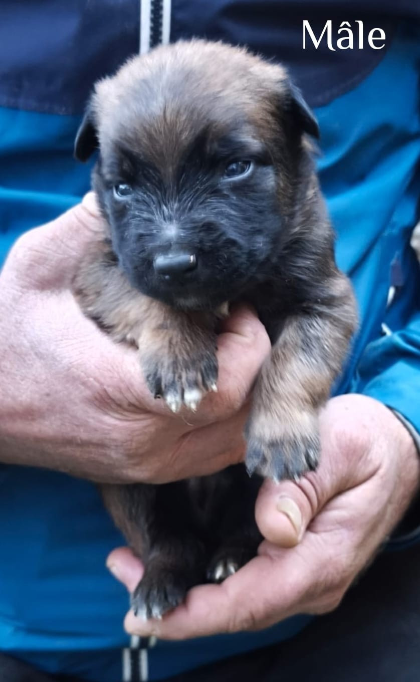 vom Schloss Rickens - Chiots disponibles - Berger Belge