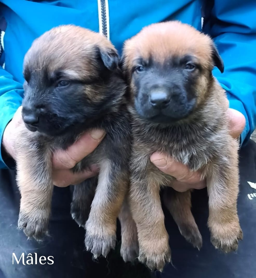 vom Schloss Rickens - Chiots disponibles - Berger Belge