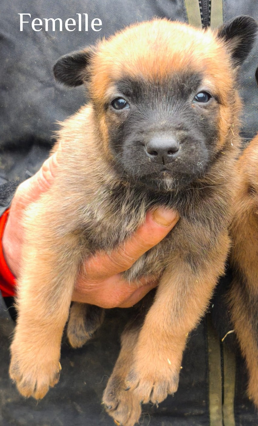 vom Schloss Rickens - Chiots disponibles - Berger Belge