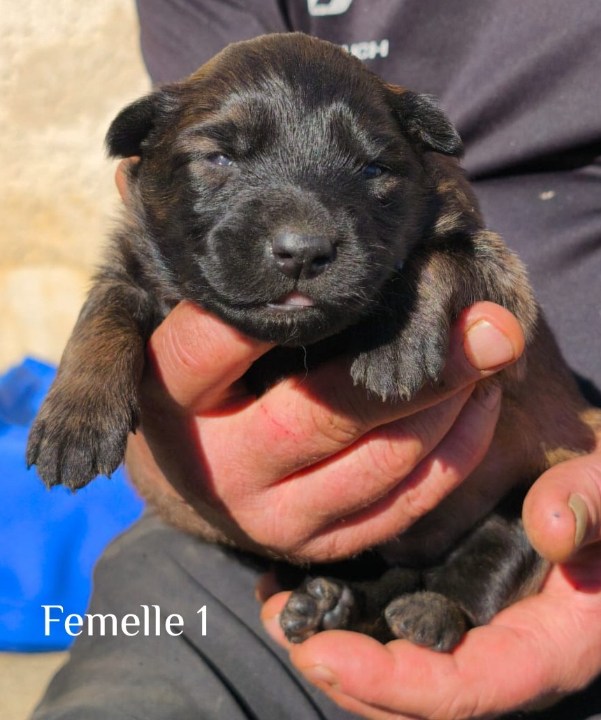 vom Schloss Rickens - Chiots disponibles - Berger Belge