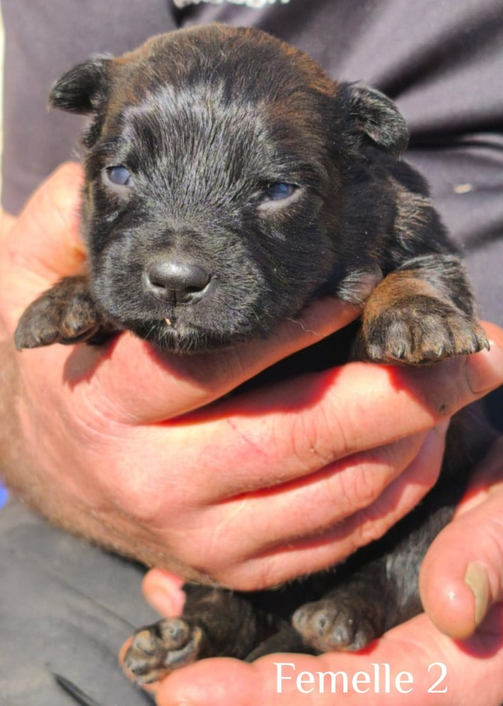 vom Schloss Rickens - Chiots disponibles - Berger Belge