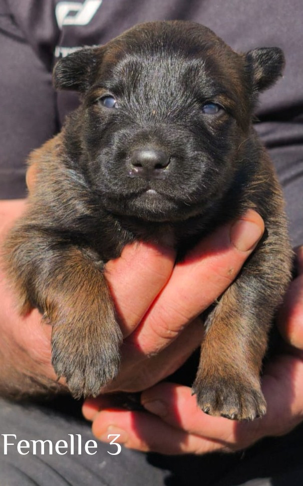 vom Schloss Rickens - Chiots disponibles - Berger Belge