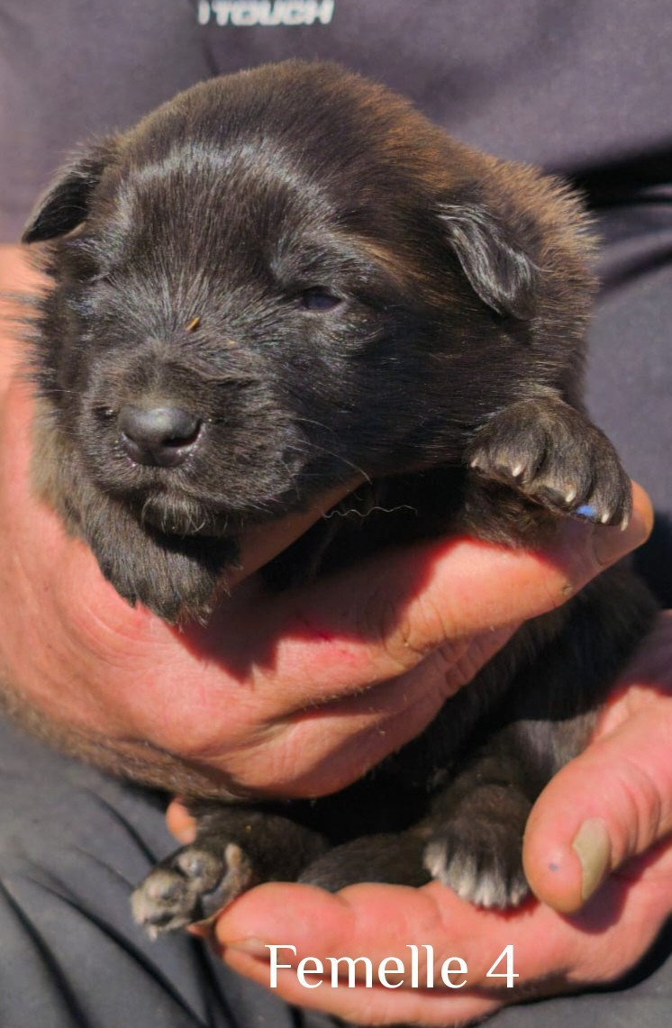 vom Schloss Rickens - Chiots disponibles - Berger Belge