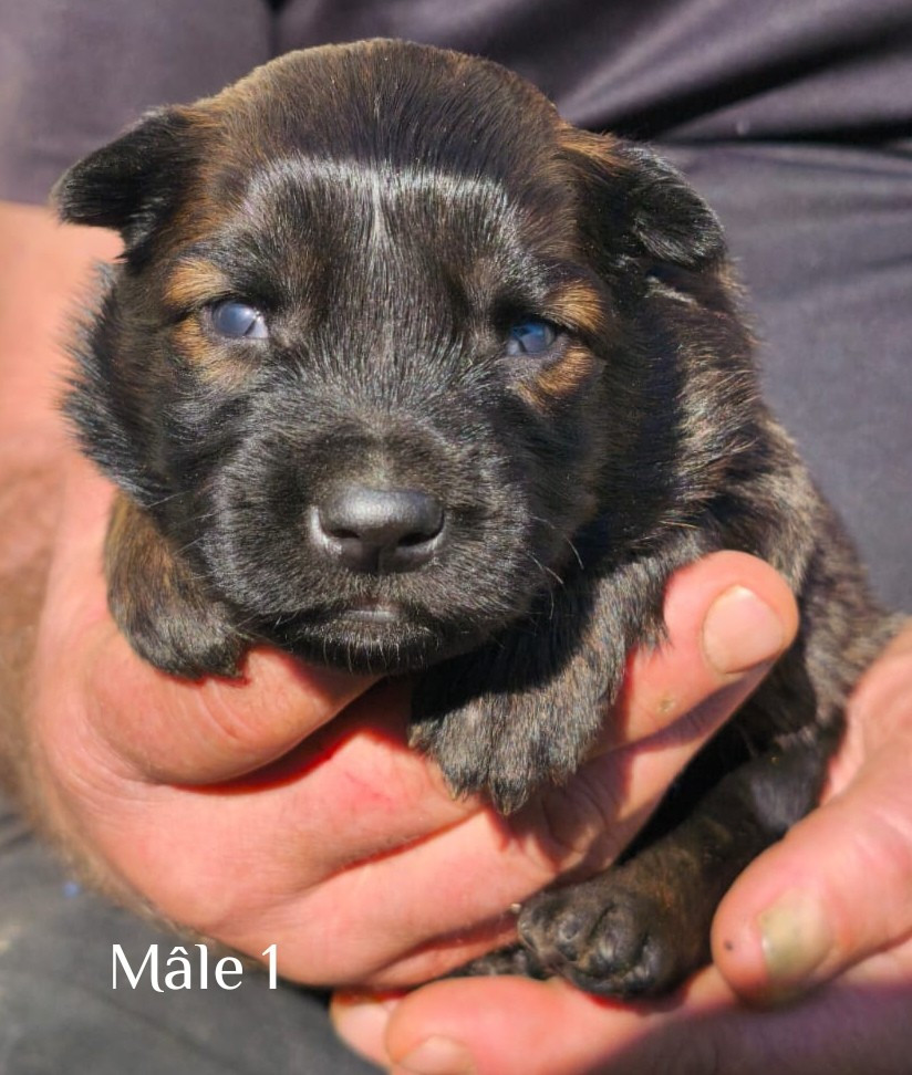 vom Schloss Rickens - Chiots disponibles - Berger Belge