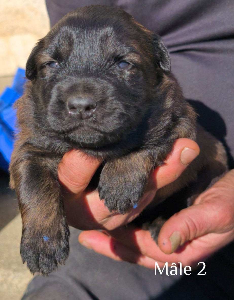 vom Schloss Rickens - Chiots disponibles - Berger Belge