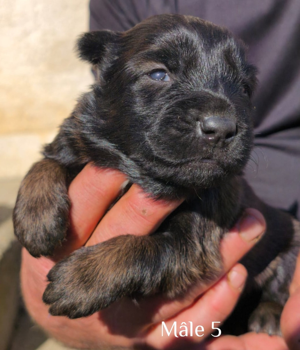 vom Schloss Rickens - Chiots disponibles - Berger Belge