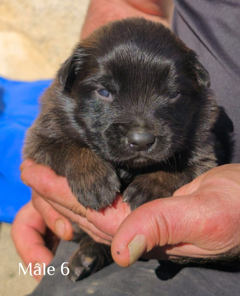 vom Schloss Rickens - Chiots disponibles - Berger Belge