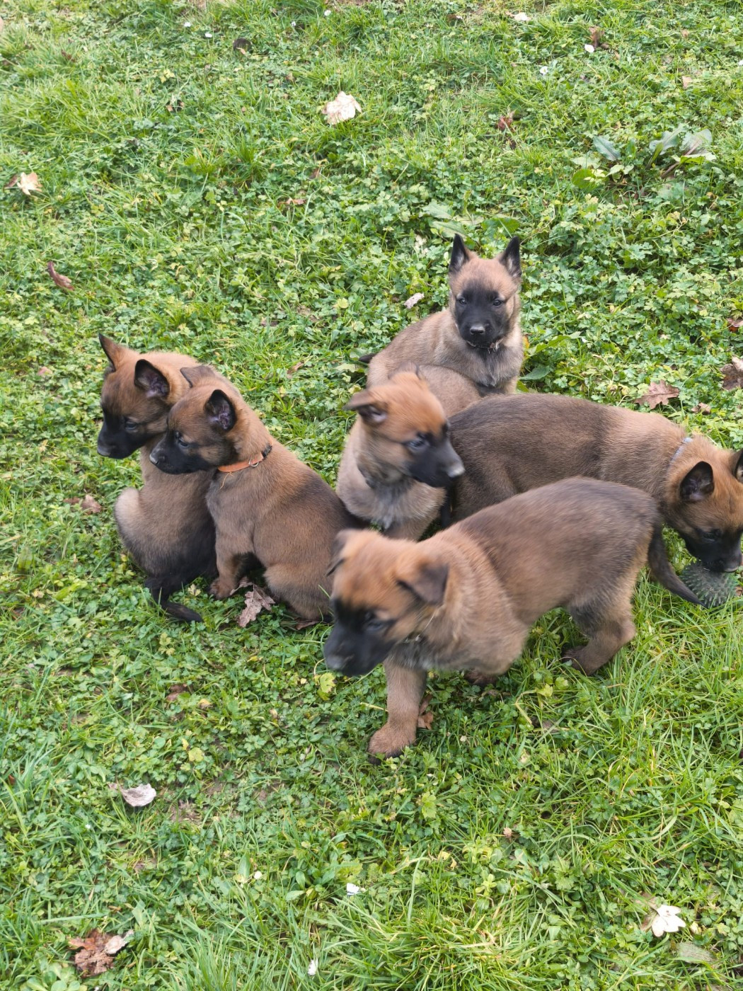 vom Schloss Rickens - Berger Belge - Portée née le 01/01/2026